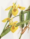 Iris pseudoacorus"